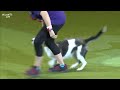 We Got a Runner! Rescue Dog Agility | Crufts 2019