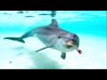 Delfin waschen - Johannes