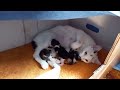 Kittens (newborn)