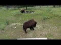 Bison-BC Wildlife Park