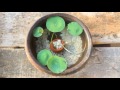 lotus plant potting l mini pot l gold fish