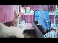 2024 Chó Phốc Sóc Mini 😍 Funny and Cute Pomeranian 😺🐶 | cute animals85