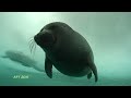 Wildlife of Russia. Eastern Siberia. Baikal. Protected islands. Baikal seal. 4K