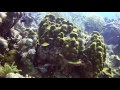 Sharp Tailed Snake-Eel:  March 1, 2017, Bonaire, N.A.