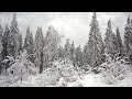 Winter Trees - The Staves | Holiday Cover