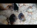 way too many chicks 😵‍💫