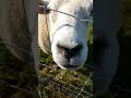 Very CURIOUS But FRIENDLY Sheep Brantingham east Yorkshire