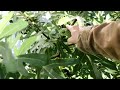A Comprehensive Guide to Pruning Fig Trees | In Containers, Large in Ground trees, Young Trees & Old
