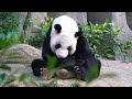 Animal Planet 4K - Scenic Wildlife Film With Inspiring Music