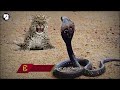 The Most Vicious Slayer Among The Species Of Snakes The King Cobra!