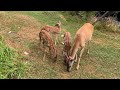 Beautiful Whitetail Deer Triplets @ The Hillbilly Hoarder