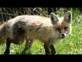 STUNNING Red Fox in Lamar Valley in Yellowstone National Park