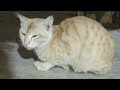 beautiful cat meowing