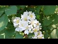 Natural healing found on a walking path with white flowers and atmospheric music