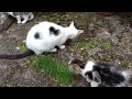 Kittens first hunting lesson