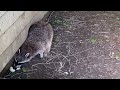 Raccoons Being Naughty