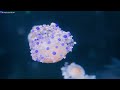 The Ocean 4K - The Most Beautiful Fish In The World - In The Aquarium You Can See Huge Sea Creatures