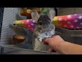 Linus the Chinchilla's Daily Routine