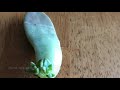 How to propagate succulents ASMR (No Sound)
