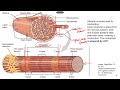 [Higher volume] ATI TEAS Science Review Muscular System Part 1