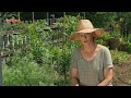 Škola vrtlarstva - kako zaštititi rajčicu od plamenjače u organskom uzgoju