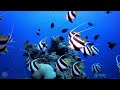 Finding Nemo | Disney Music & Ambience - Coral Reef Underwater Sounds for Sleep, Study, Relaxation