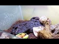Feeding Time Giant Hermit Crab || Memberi makan kelomang Raksasa #feeding #kelomang #raksasa