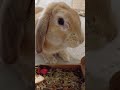 Bunny Enjoys a Fruity Forage Box #bunny #freeroamrabbit #rabbit