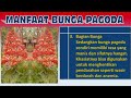 Bunga Pagoda, Liar Tapi Kaya Manfaat (Serial Tanaman Hias Part 53)