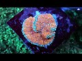 Saltwater aquarium SUPER STORE - We visit White Corals & Nyos !