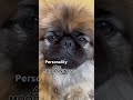 Here’s your reasons to get a Pekingese!