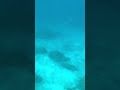 Snorkelling in the ocean in Cuba🏝️🤿