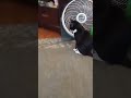 kitty scared of carpet