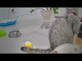 So Funny! Funniest Cats and Dogs 😻🐶 Funniest Catss 2024 😆