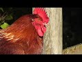 Rooster Crowing Compilation Plus - Rooster crowing sounds Effect 2016
