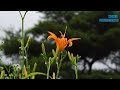 빗소리 들으며 피로 회복 , 백색소음, 빗소리ASMR | Recover from fatigue while listening to the sound of rain