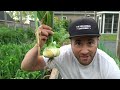 Your Onions Will LOVE You For This: 3 Tips To Grow GIANT Onion Bulbs!