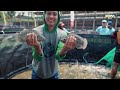 Peternakan Ikan Hemat Modal: Rahasia Sukses Dari Nol Hingga 56 Kolam!