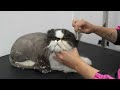 The INDIGNITY Of It All 😡 | Sheldon The Cat Returns