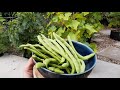 Grow 15 FEET TALL Pole BEANS in just a (5) gallon container