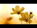 Morning Relaxing Music - Instrumental Background Music for Stress Relief, Massage, Yoga