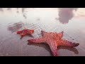 The Secret World Of Starfish Beauty 4K