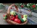 My way of growing tomatoes - how to get healthy plants and a bountiful harvest?