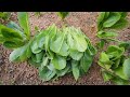 From sowing to harvesting romaine lettuce / I grow it for a month  (June 5th – July 8th, 2023)