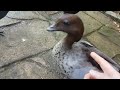 Wild Australian magpie has learnt a cheeky new trick!