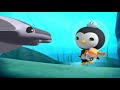 Octonauts - Damsel Fish & The Jawfish | Cartoons for Kids | Underwater Sea Education