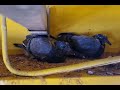 update tukod pigeon mga anak nila sa platform malalaki na #pigeon