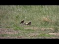 Burrowing Owls (Athene cunicularia) - burrowing owl chicks and their parents on the prairie.