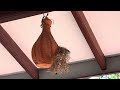 House Sparrow creates the nest in our house