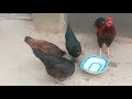 Fighters Rooster and Hens